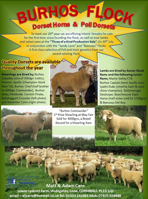 Dorset (Horned) "Burhos E1640" (UK0390319-01640) - in UK/AI Centre for Fall 2023 import