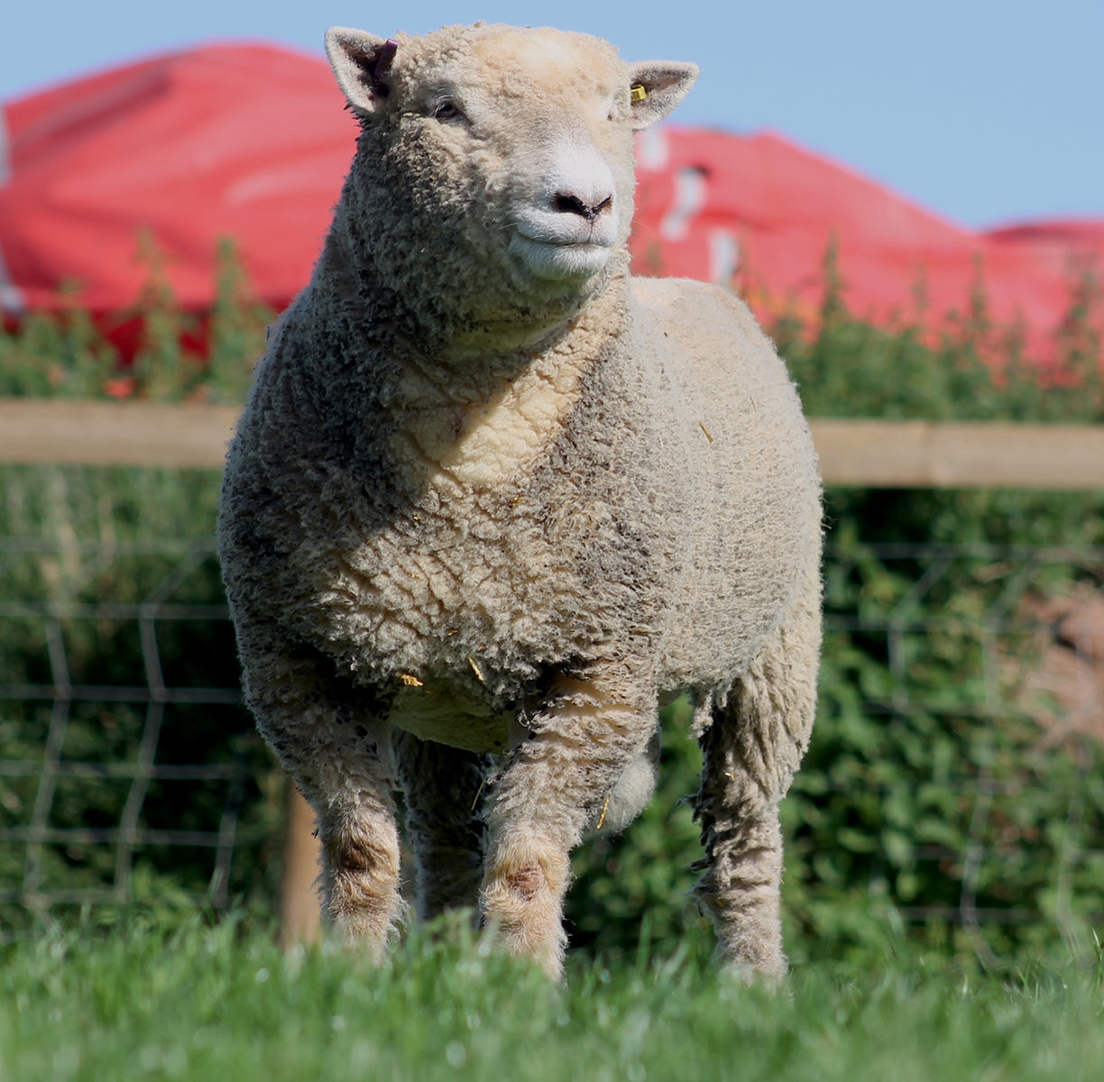 Southdown "Chaileybrook 22/01360" M59003 (UK0316694-01360) - Tank #7 - Semen Imported into USA