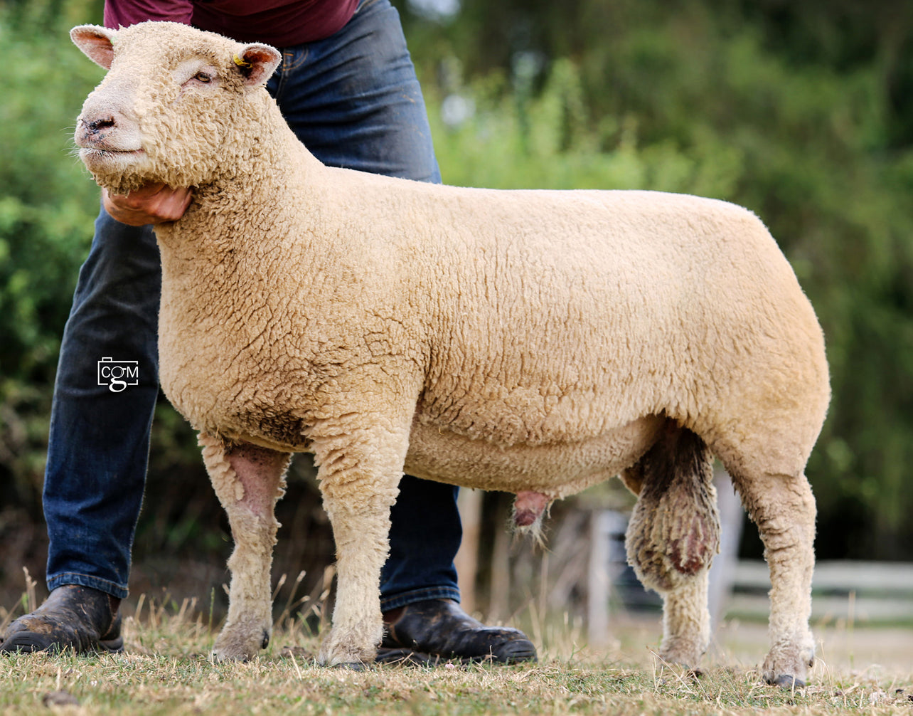 Southdown "Chaileybrook 21/01061" M58645 (UK0316694-01061) - Tank #7 - Semen Imported into USA