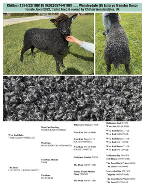 Wensleydale (black) 100% UK Embryos from Donor Ewes & Rams - in UK/AI Centre - SOLD OUT