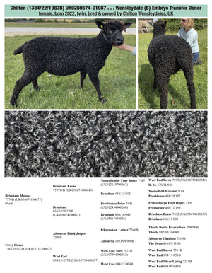 Wensleydale (black) 100% UK Embryos from Donor Ewes & Rams - in UK/AI Centre - SOLD OUT
