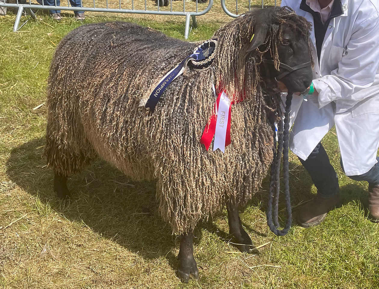 Wensleydale (Black) "Chilton Silvester" (7875B) (UK0280574-01978) - in UK/AI Centre for early 2024 import