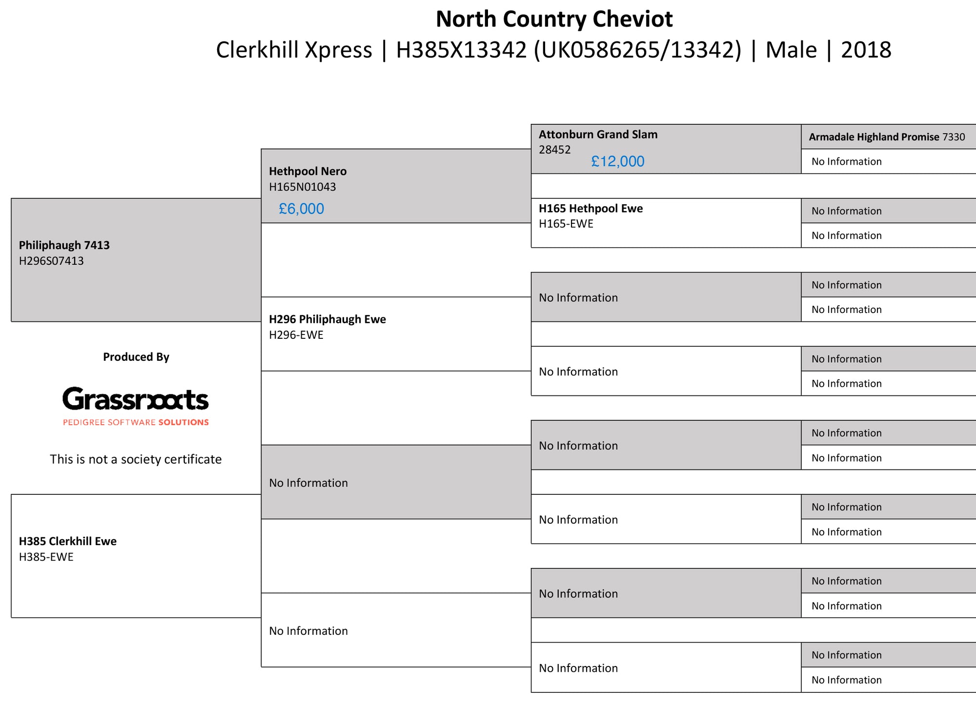 North Country Cheviot "Clerkhill Xpress" H385X13342 (UK0586265-13342) - in UK/AI Centre for early 2024 import