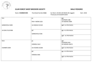 Clun Forest "Charben Ben" (UK0421130-00245) - in UK/AI Centre for early 2024 import