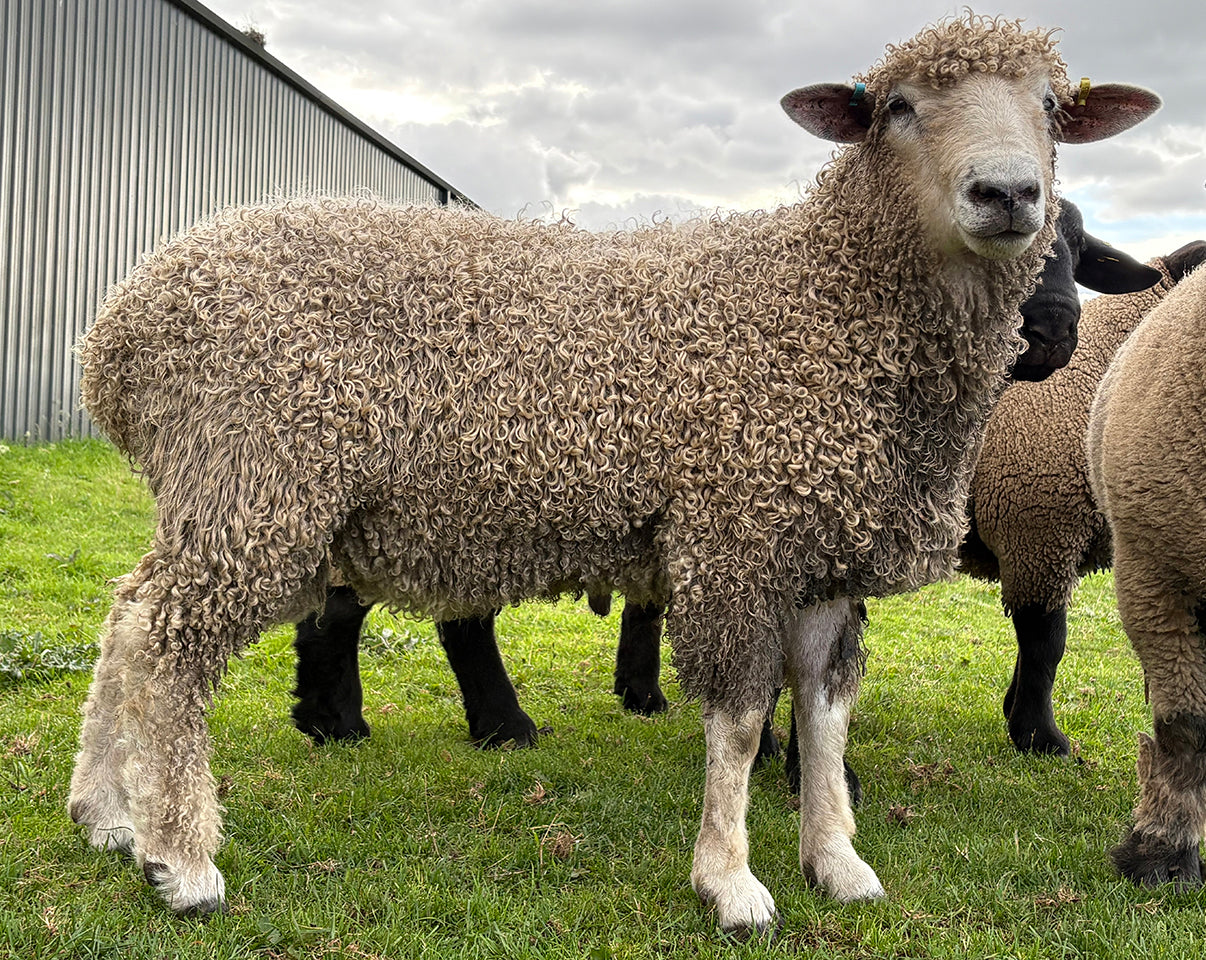 Cotswold "Roelcots Henry" C17407 (UK0334115-00316) - scheduled for Tank #13, early Oct 2026 importation