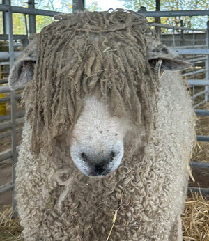 Cotswold (UK0544931-01354) - waiting for pedigree - in UK/AI Centre semen collection for Spring 2026 importation