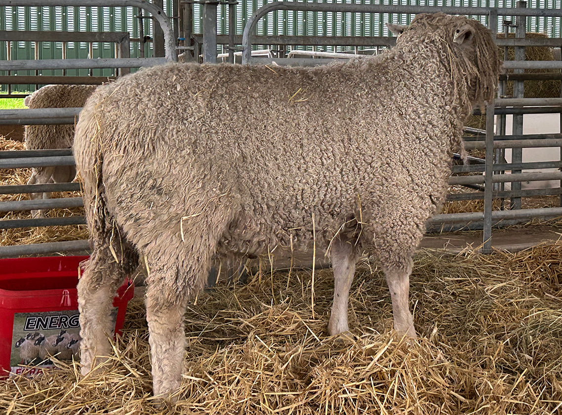 Cotswold (UK0544931-01354) - waiting for pedigree - in UK/AI Centre semen collection for Spring 2026 importation