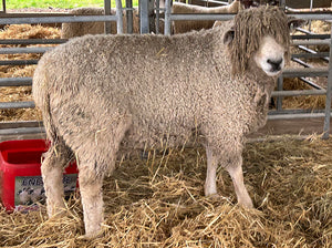 Cotswold (UK0544931-01354) - waiting for pedigree - in UK/AI Centre semen collection for Spring 2026 importation