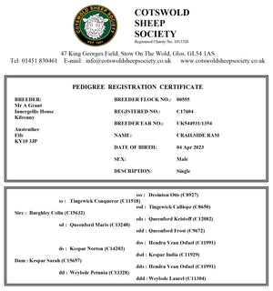Cotswold "Crailside Ram" C17604 (UK0544931-01354) - in UK/AI Centre semen collection for Spring 2026 importation