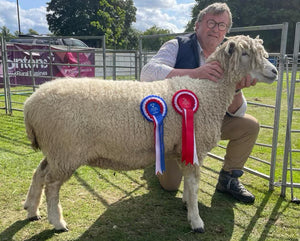 Cotswold "Crailside Ram" C17604 (UK0544931-01354) - in UK/AI Centre semen collection for Spring 2026 importation