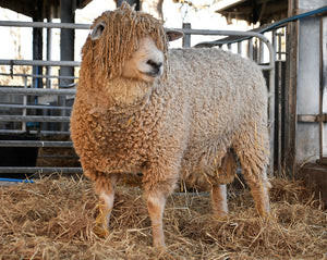 Cotswold "Crailside Ram" C17604 (UK0544931-01354) - in UK/AI Centre semen collection for Spring 2026 importation