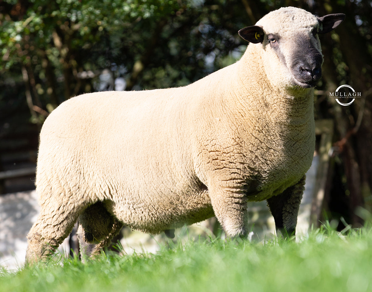 Hampshire Down "Creelly Ace" D472101341 (UK1790129-01341) - Tank #7 - Semen Imported into USA