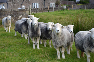 Herdwick 100% UK Embryos from Donor Ewes & Rams - in UK/AI Centre for early 2024 import