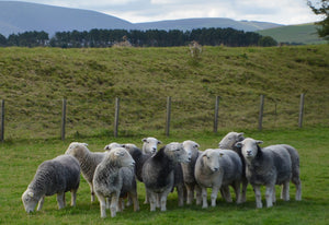 Herdwick 100% UK Embryos from Donor Ewes & Rams - in UK/AI Centre for early 2024 import