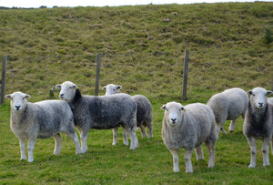 Herdwick 100% UK Embryos from Donor Ewes & Rams - in UK/AI Centre for early 2024 import