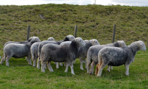 Herdwick 100% UK Embryos from Donor Ewes & Rams - in UK/AI Centre for early 2024 import