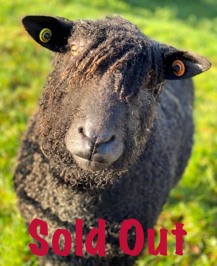 Wensleydale (black) “West End Drongo 7671B” (694/18/747B) (UK0107504-00747) - Tank #2 - Semen Imported into USA - Sold Out