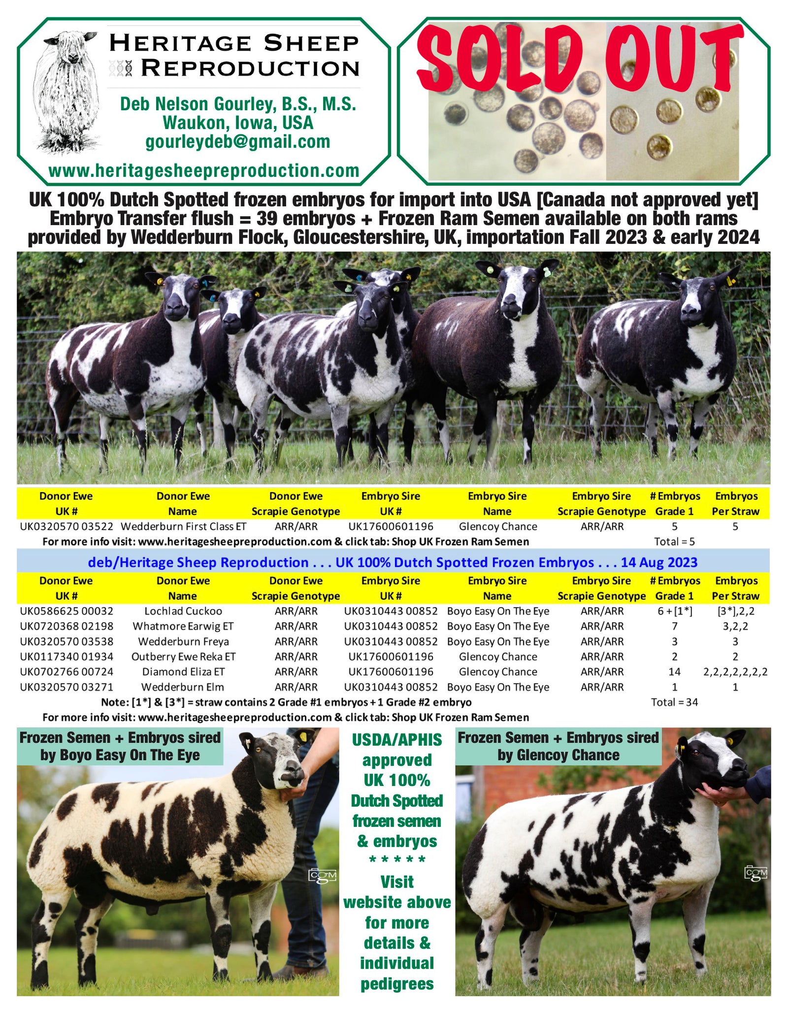 Dutch Spotted 100% UK Embryos from Donor Ewes & Rams - Tank #6 - Sold Out