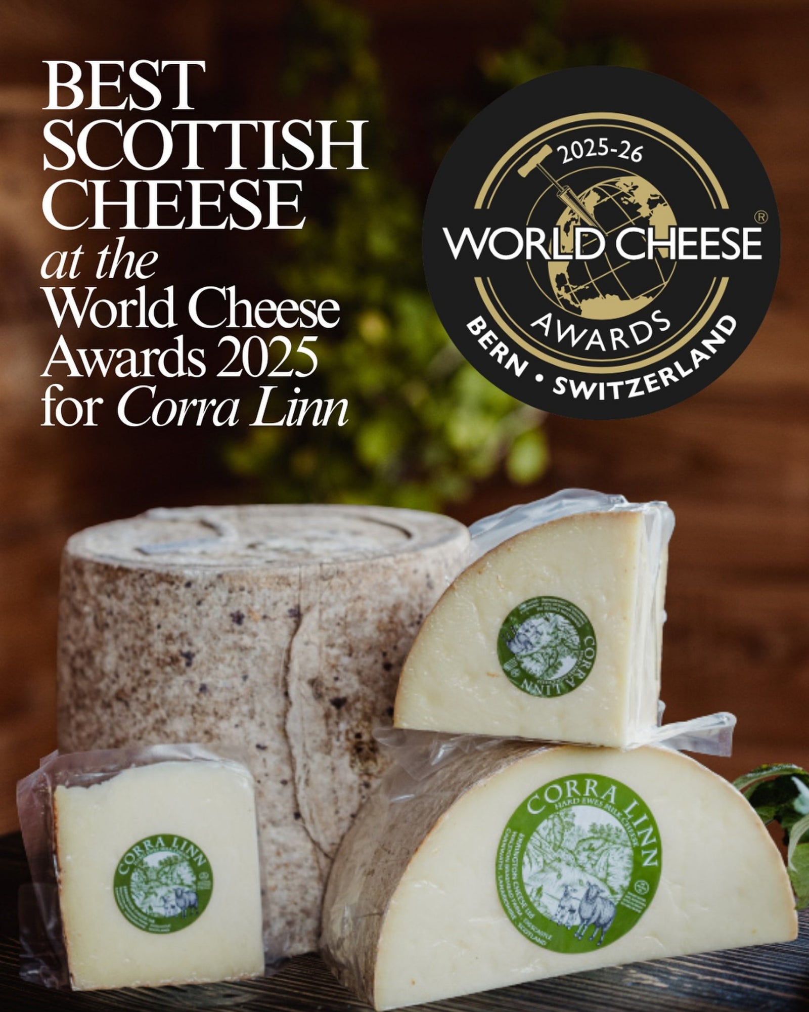 Lacaune "UPRA 34000236-71115" (FR280202-71115) - in UK/AI Centre semen collection for Spring 2026 importation