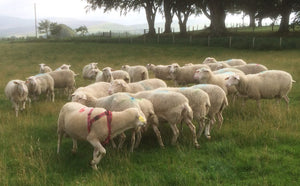 Lacaune "UPRA 12000360-70036" (FR161912-70036) - in UK/AI Centre semen collection for late Fall 2025 importation
