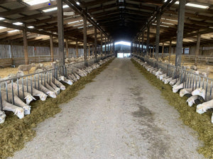 Lacaune "UPRA 12000311-70027" (FR160458-70027) - in UK/AI Centre semen collection for Spring 2026 importation