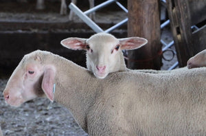 Lacaune "UPRA 34000236-71115" (FR280202-71115) - in UK/AI Centre semen collection for late Fall 2025 importation