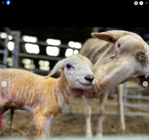 Lacaune "UPRA 12000311-70027" (FR160458-70027) - in UK/AI Centre semen collection for Spring 2026 importation