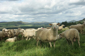 Lacaune "UPRA 34000236-71115" (FR280202-71115) - in UK/AI Centre semen collection for late Fall 2025 importation