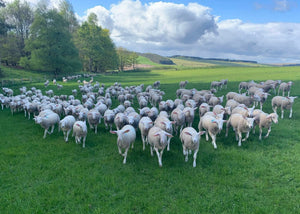 Lacaune "UPRA 12000311-70027" (FR160458-70027) - in UK/AI Centre semen collection for Spring 2026 importation