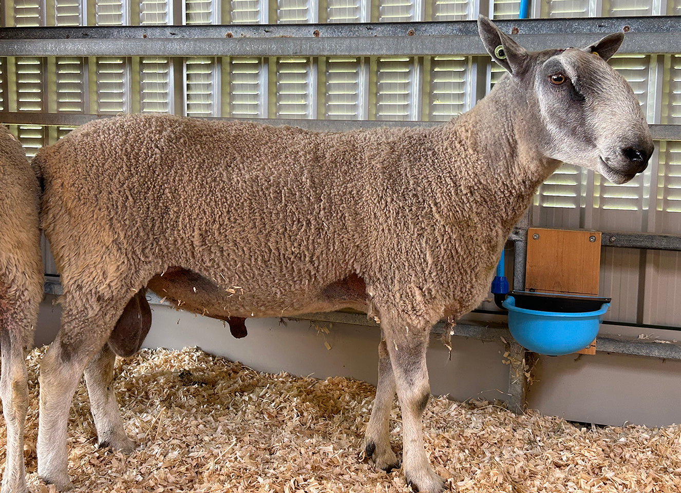 Bluefaced Leicester "Espley 4024/S012" (UK0118177-03935) - Tank #11 - Semen imported into USA