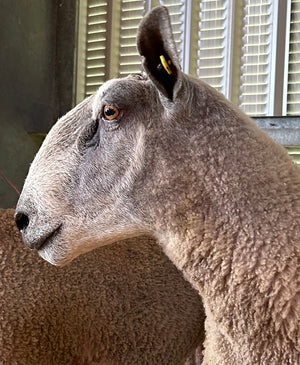 Bluefaced Leicester "Espley 4024/S012" (UK0118177-03935) - Tank #11 - Semen imported into USA