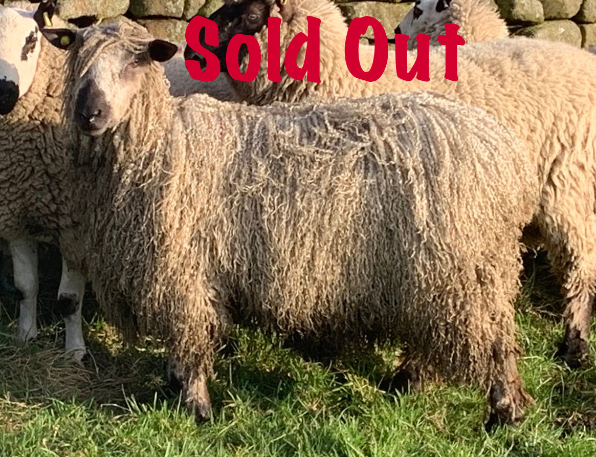 Teeswater Nidderdale 0919/20/001 (UK0124085-04265) - Tank #1 - Semen Imported into USA - Sold Out