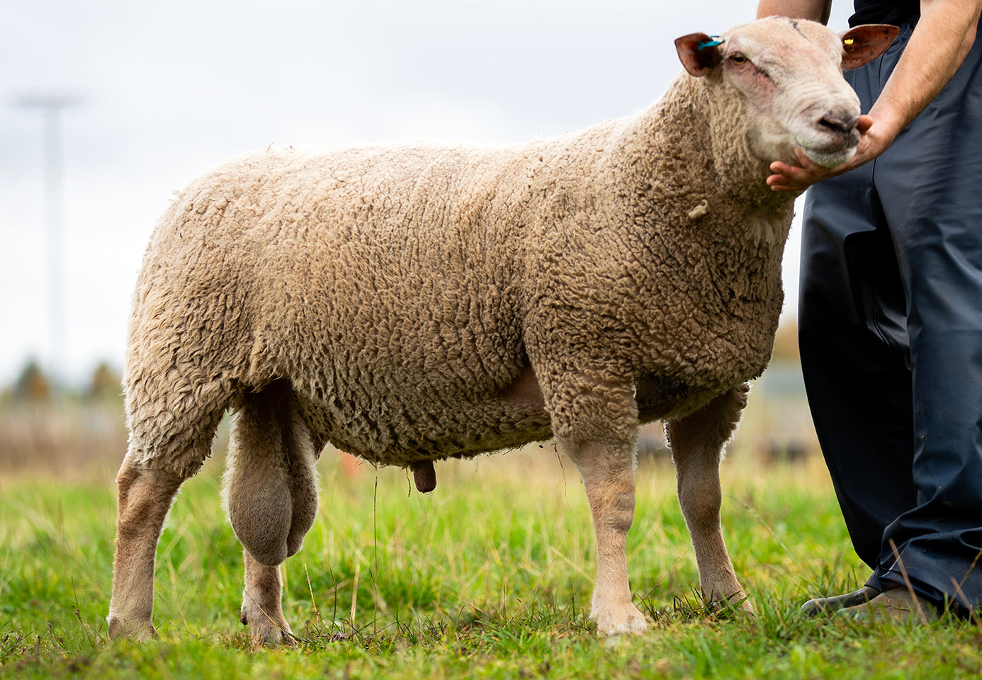 Charollais "Foulrice Baxter" 23DG12990 (UK0122123-12990) - Tank #11 - Semen Imported into USA