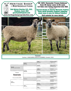 Teeswater 100% UK Embryos from Donor Ewes & Rams - in UK/AI Centre - SOLD OUT