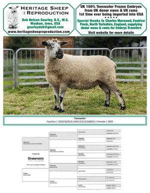 Teeswater 100% UK Embryos from Donor Ewes & Rams, price/embryo includes import into USA - in UK/AI Centre for Fall 2023 import