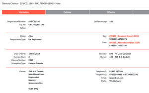 Dutch Spotted "Glencoy Chance" 075/C01196 (UK17600601196) - in UK/AI Centre for early 2024 import - SOLD OUT