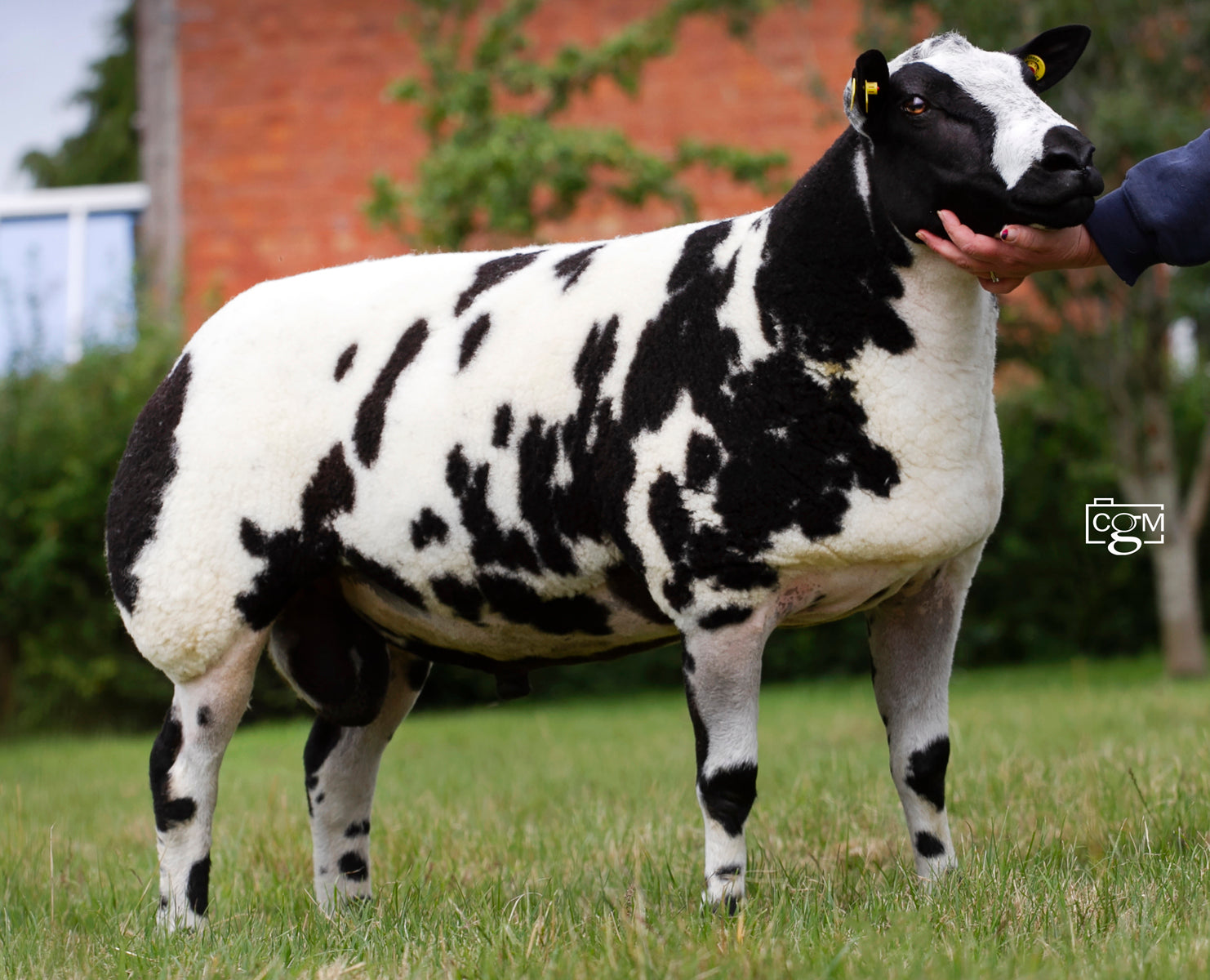 Dutch Spotted "Glencoy Chance" 075/C01196 (UK17600601196) - Tank #7 & #11 - Semen Imported into USA