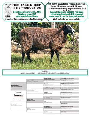 Zwartbles 100% UK Embryos from Donor Ewes & Rams - Tank #6 - Embryos Imported into USA - SOLD OUT