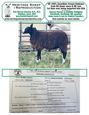 Zwartbles 100% UK Embryos from Donor Ewes & Rams, price/embryo includes import into USA - in UK/AI Centre for Fall 2023 import