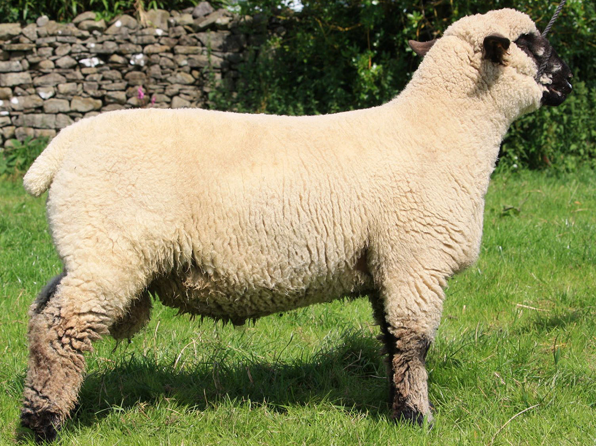 Hampshire Down "Graylen Raider" 24Y2405994 (UK0103530-05994) - Tank #11 - Semen Imported into USA