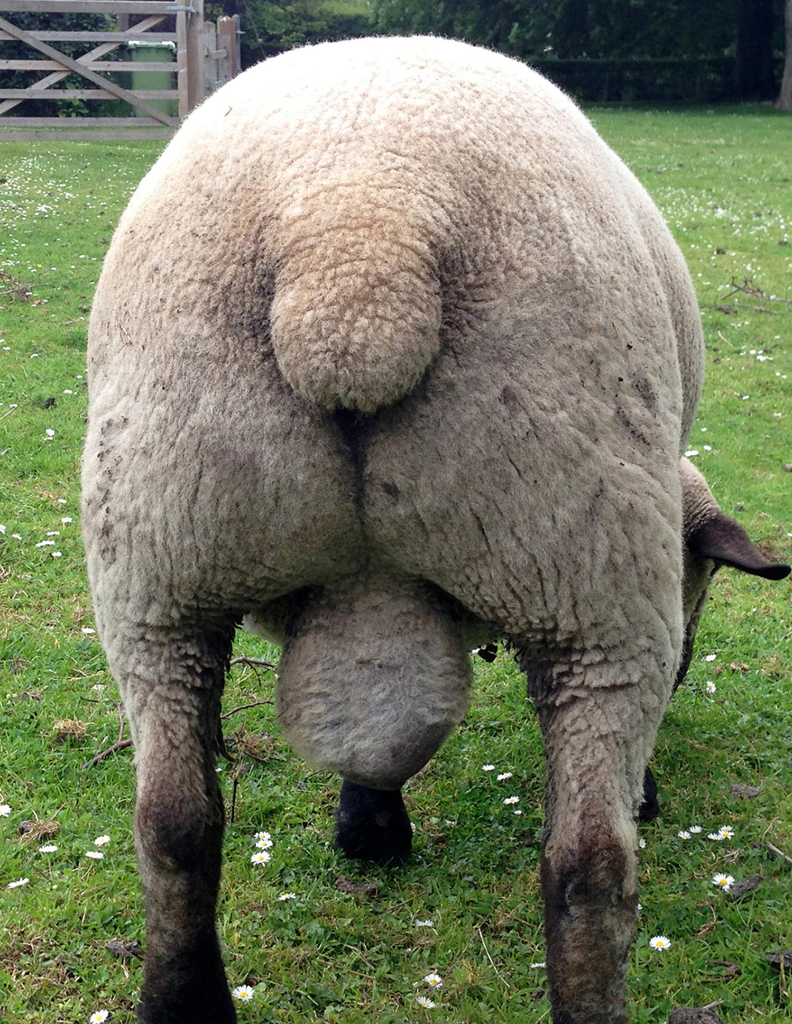 Hampshire Down "Thorbeck Musketeer" 80X2000589 (UK0145918-00589) - Tank #11 - Semen Imported into USA