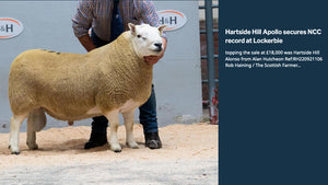 North Country Cheviot "Hartside Hill Baxter" H149B13785 (UK0115560-13785) - in UK/AI Centre for early 2024 import