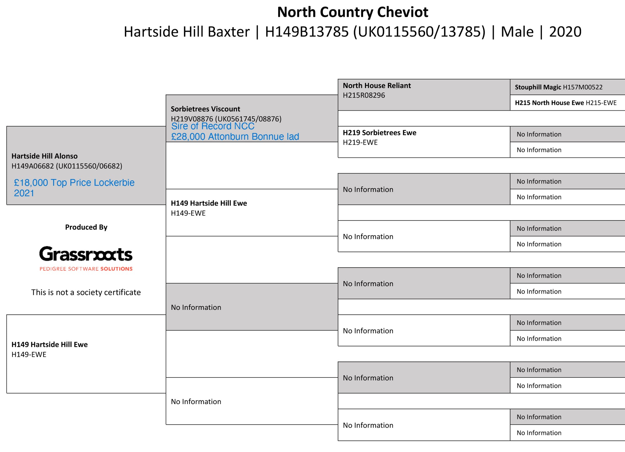 North Country Cheviot "Hartside Hill Baxter" H149B13785 (UK0115560-13785) - in UK/AI Centre for early 2024 import