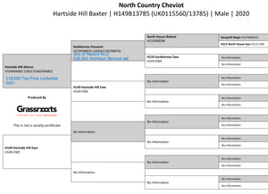 North Country Cheviot "Hartside Hill Baxter" H149B13785 (UK0115560-13785) - in UK/AI Centre for early 2024 import