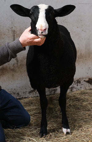 Zwartbles "Haydan Legacy" 01510-6625 (UK310417-06625) - in UK/AI Centre for Fall 2023 import