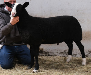 Zwartbles "Haydan Legacy" 01510-6625 (UK310417-06625) - in UK/AI Centre for Fall 2023 import