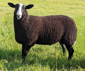 Zwartbles "Haydan Legacy" 01510-6625 (UK310417-06625) - in UK/AI Centre for Fall 2023 import