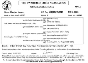 Zwartbles "Haydan Legacy" 01510-6625 (UK310417-06625) - in UK/AI Centre for Fall 2023 import