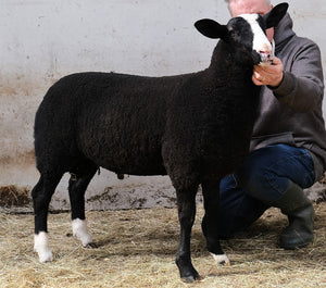 Zwartbles "Haydan Legacy" 01510-6625 (UK310417-06625) - in UK/AI Centre for Fall 2023 import