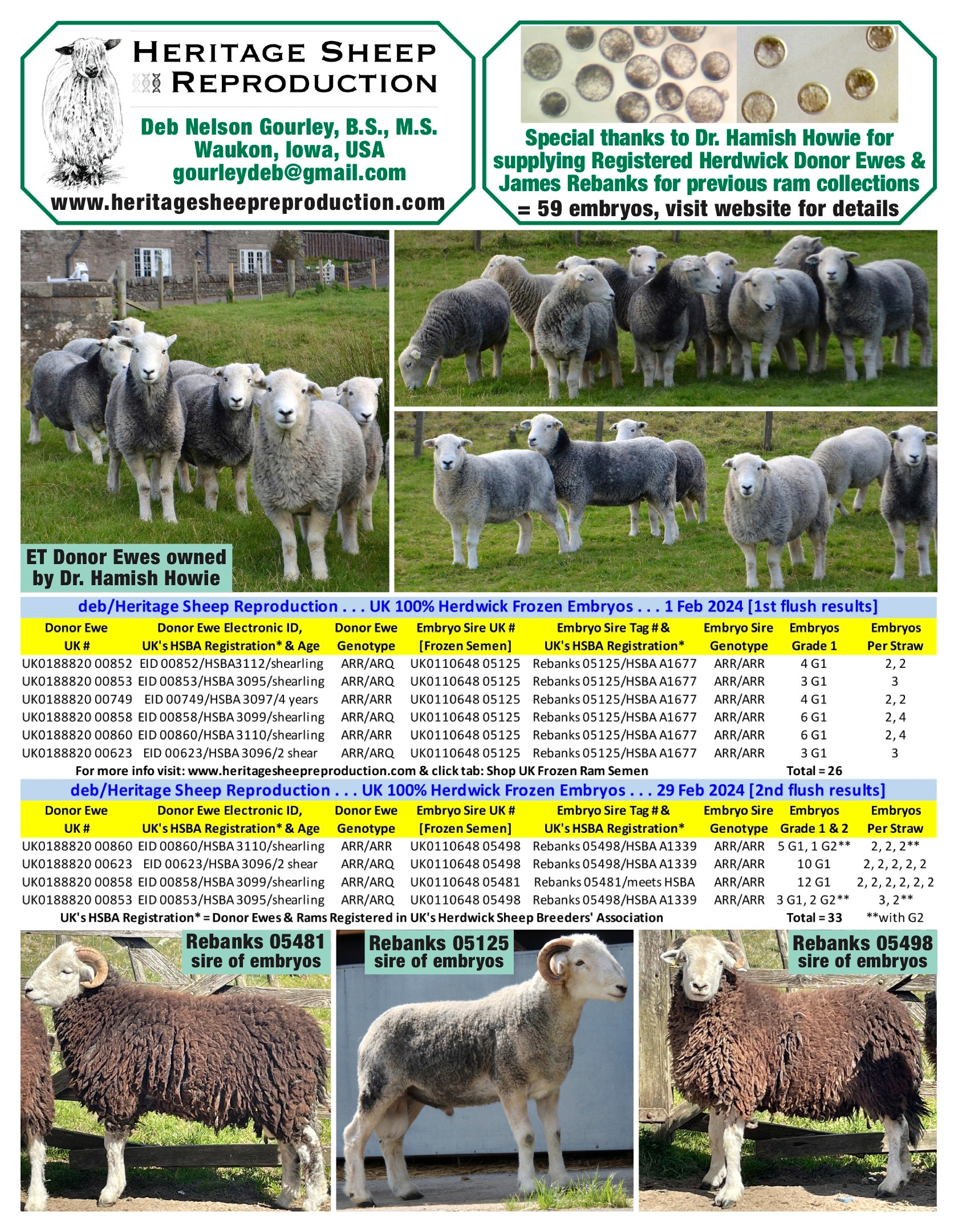 Herdwick 100% UK Embryos from Donor Ewes & Rams - in UK/AI Centre for early 2024 import